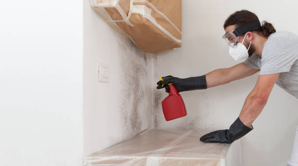 Professional Basement Mold Remediation technician working in Kenilworth, PA