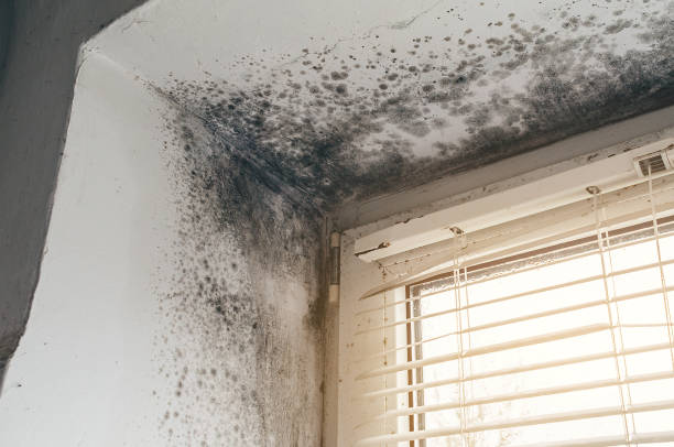 Affordable Basement Mold Remediation solutions in Kenilworth, PA